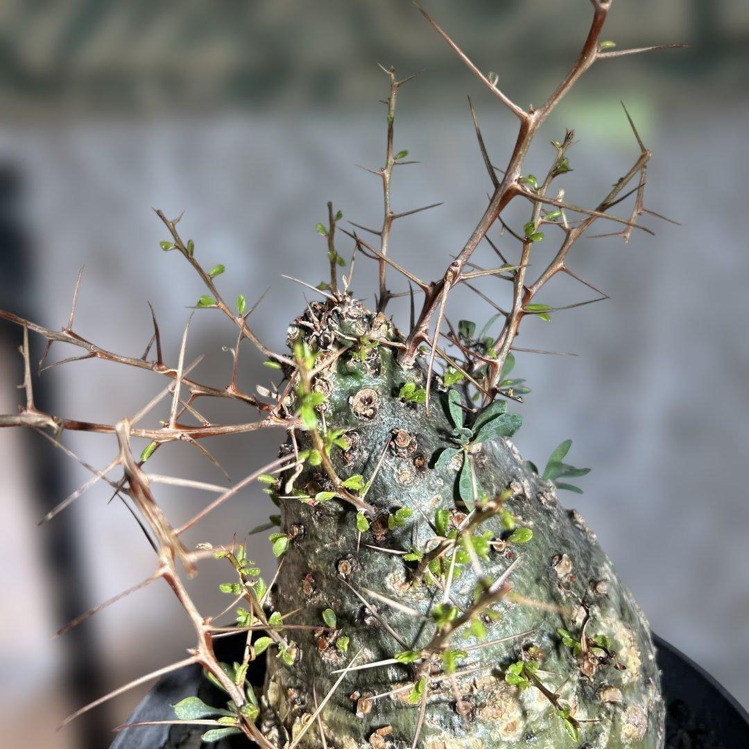 その他観葉植物 Foquieria columnnaris