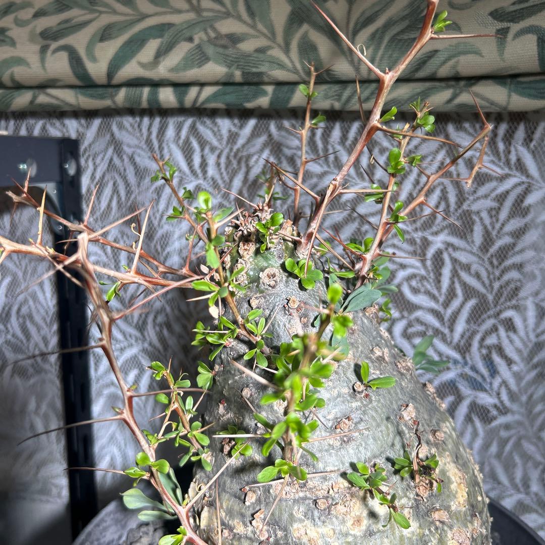 その他観葉植物 Foquieria columnnaris