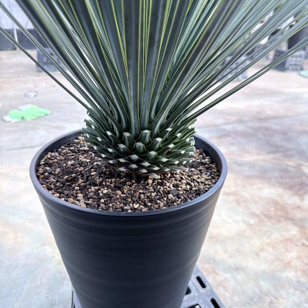 【AL1187】ユッカ　ロストラータ　ランチョブルー