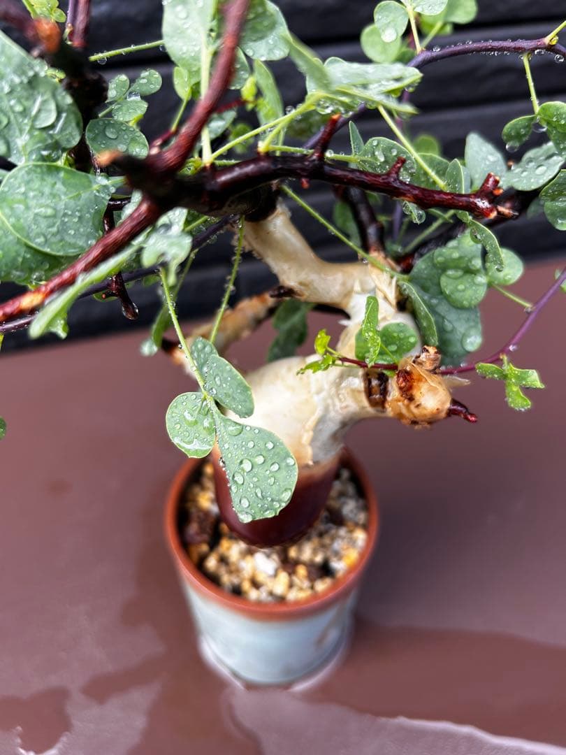 【発根済】コミフォラ カタフ ピュア ソマリア産