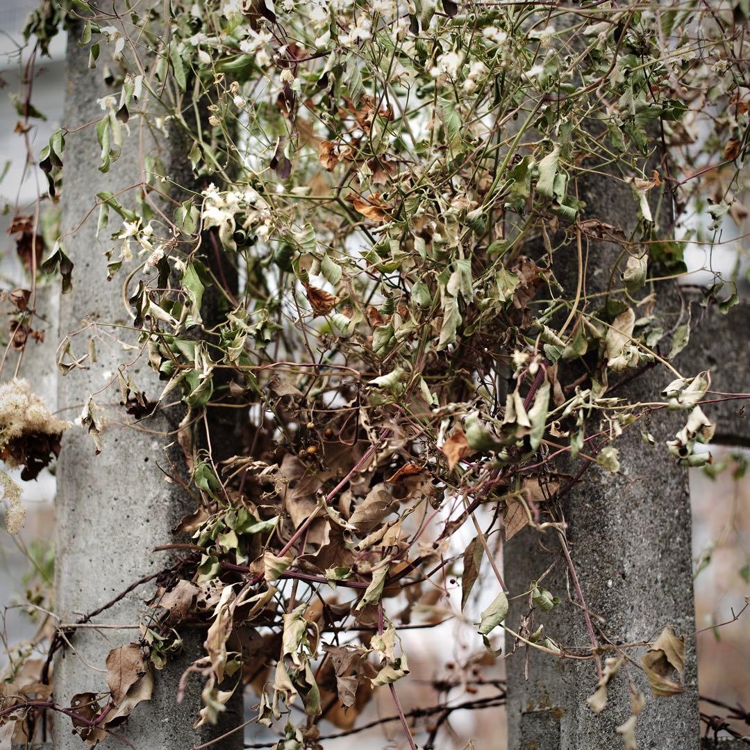 Canon Serenar 50mm f/1.9レンズ Lマウント L39