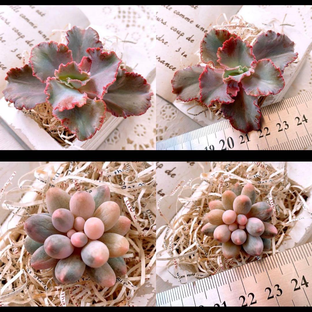 ☆loscente様☆専用です