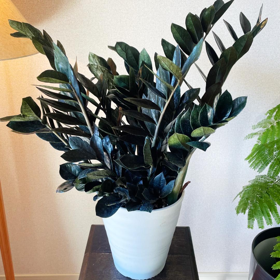 【超希少！このボリュームは出回らないです】ザミオクルカス レイブン