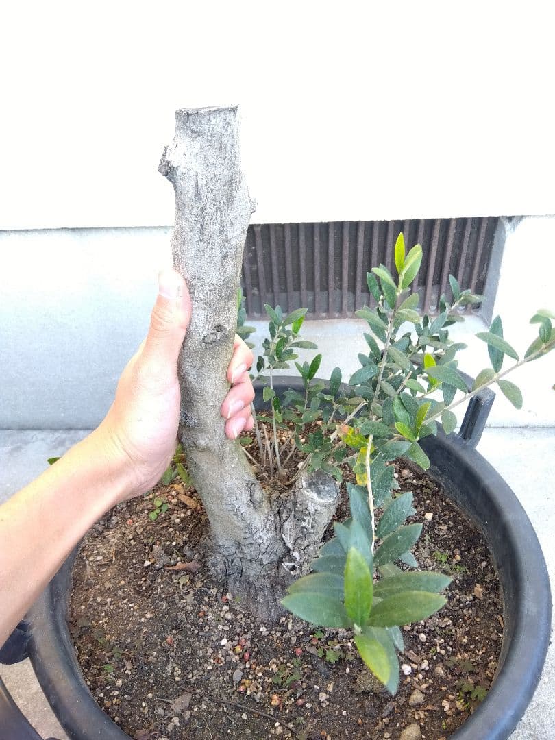 オリーブ　盆栽　古木　オールド株　セントキャサリン　12号鉢つき　さ