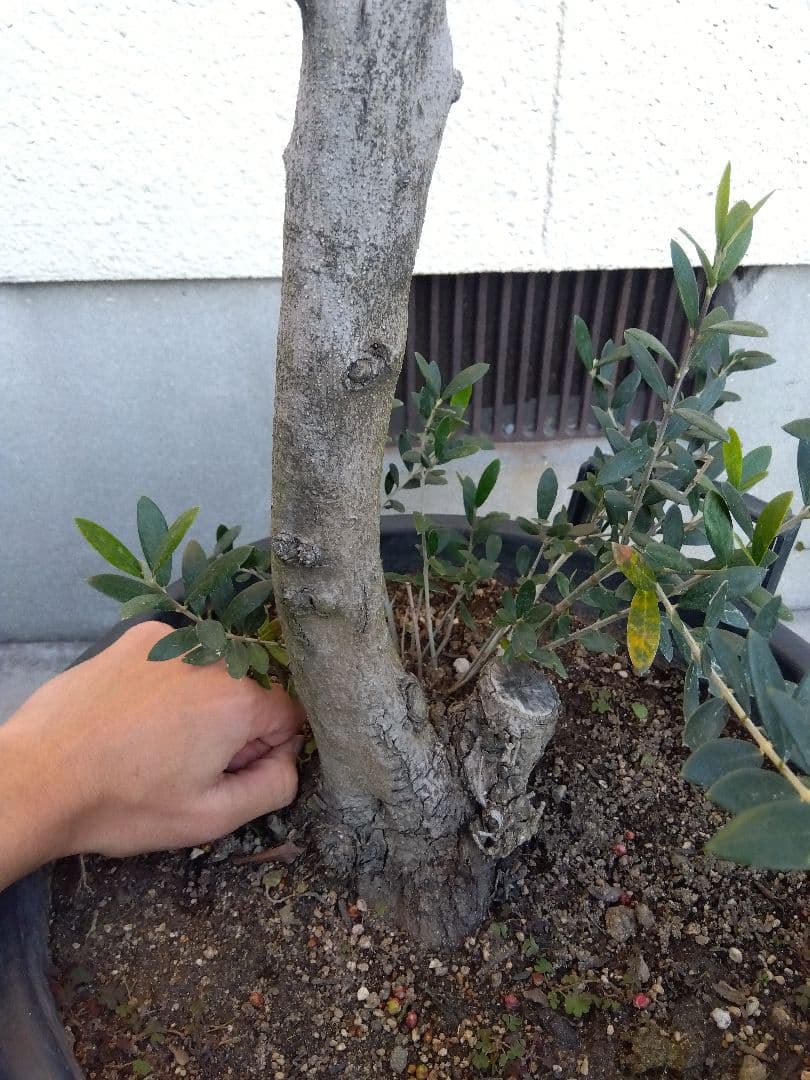 オリーブ　盆栽　古木　オールド株　セントキャサリン　12号鉢つき　さ