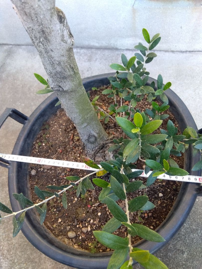 オリーブ　盆栽　古木　オールド株　セントキャサリン　12号鉢つき　さ