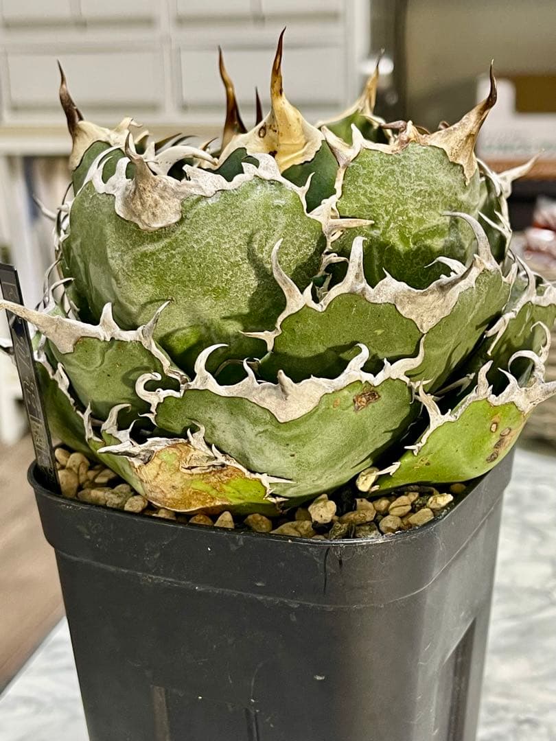 アガベ チタノタ　白鯨　 植物 約15cm