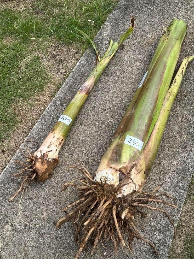 極太◆200cm巨大苗◆TVで話題の絶対糖度◆ドワーフ・ヌアンジュンバナナ◆低木