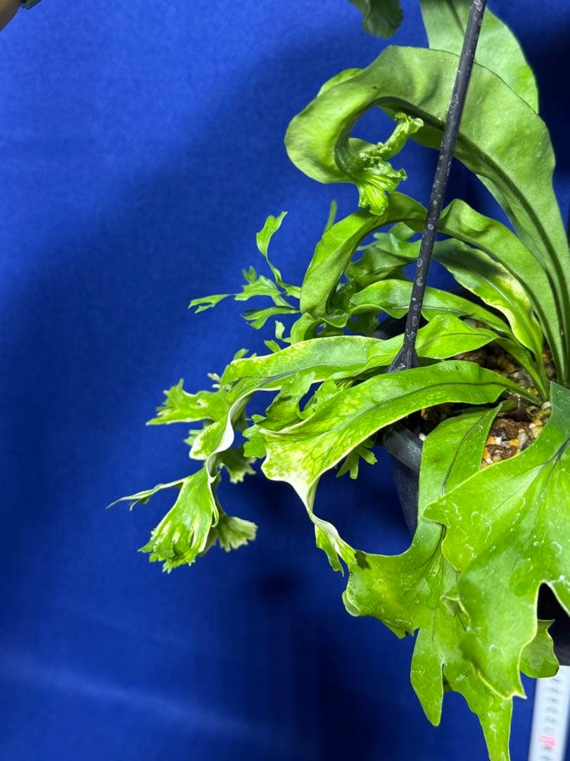 17 Microsorum sp.variegated 斑入りミクロソリュウム