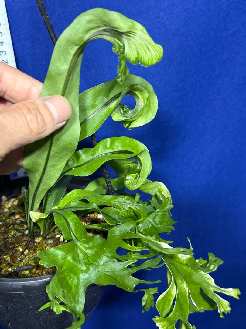 17 Microsorum sp.variegated 斑入りミクロソリュウム