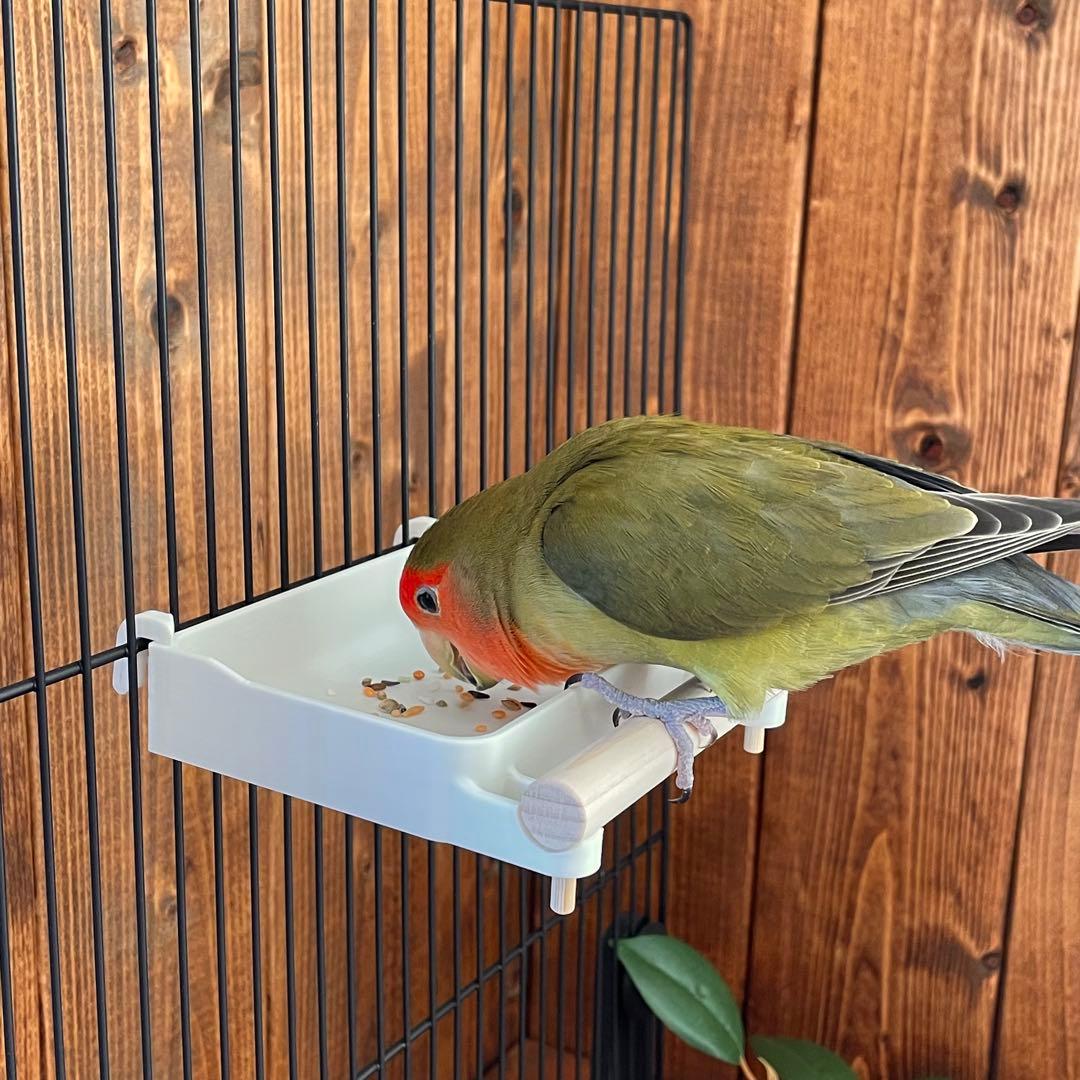 【なち】フォージングスピン＋広浅バード食器mini おまとめ