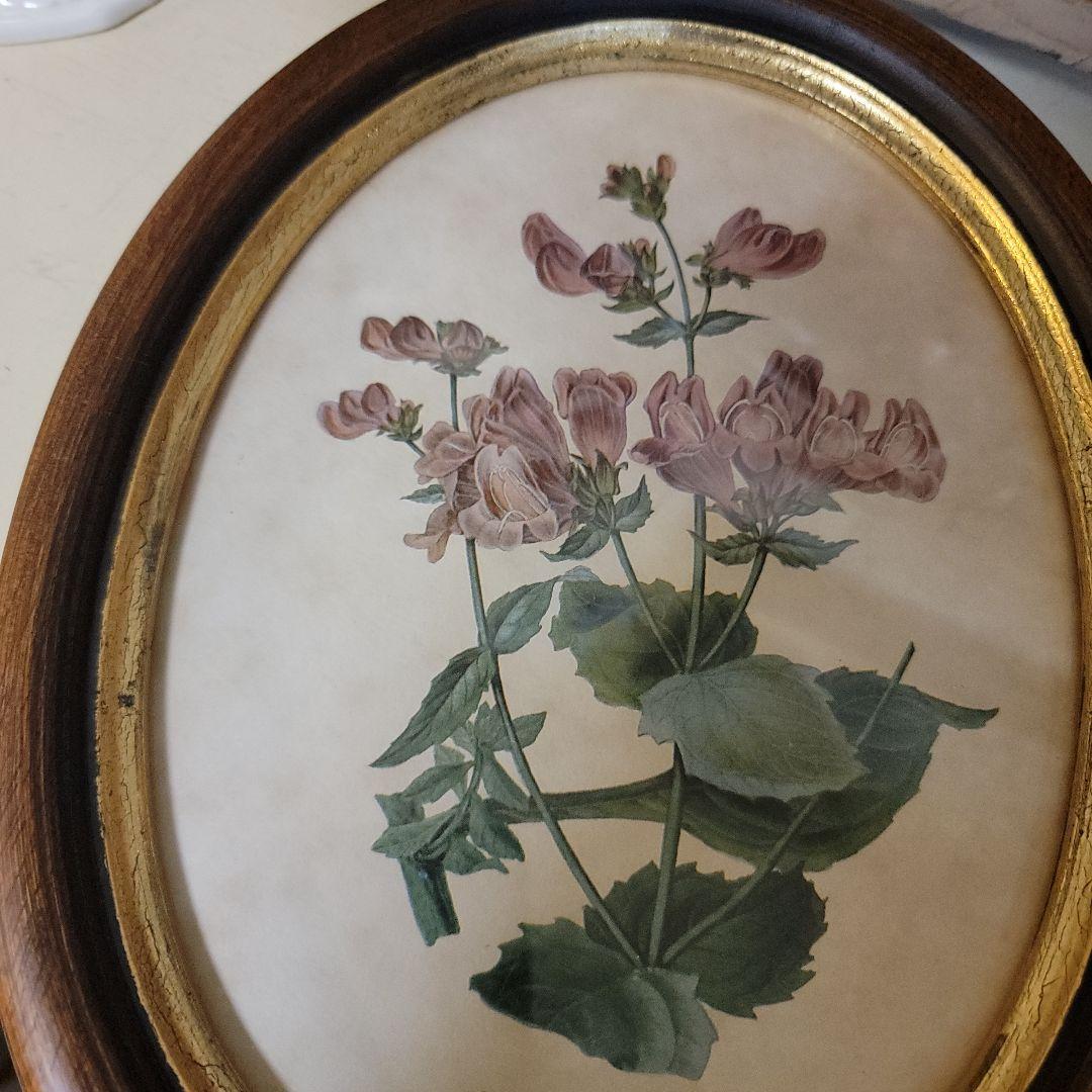 くれは様用です！！　ヴィンテージ　イタリア製　ボタニカルアート　2つ