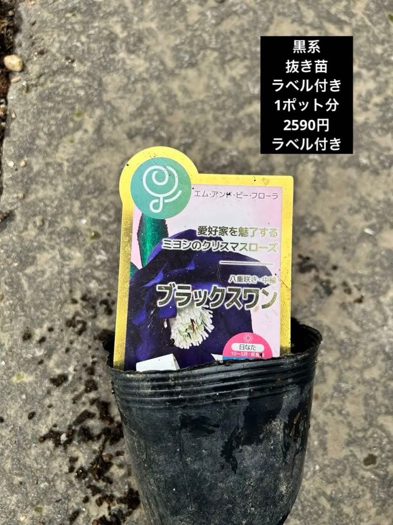 クリスマス　確認用