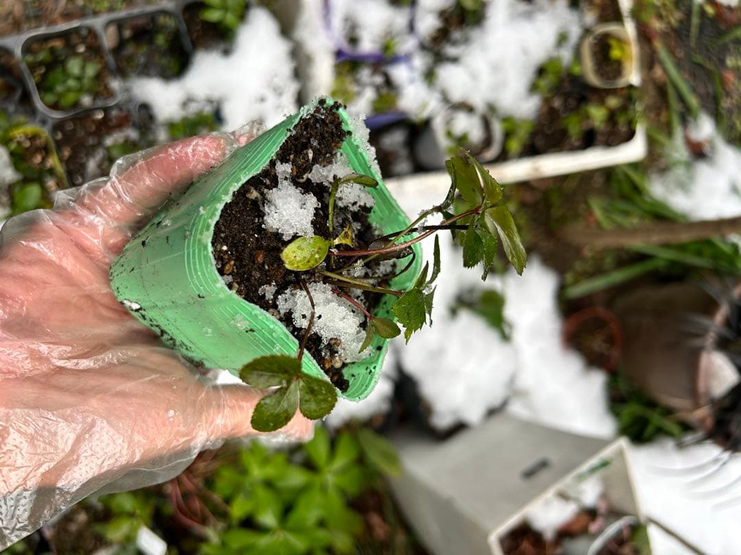 クリスマス　確認用