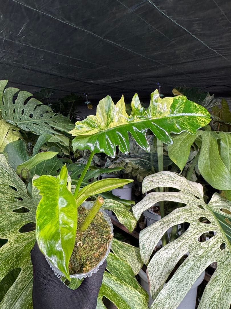 K1 フィロデンドロン　キティナ　健康カット苗