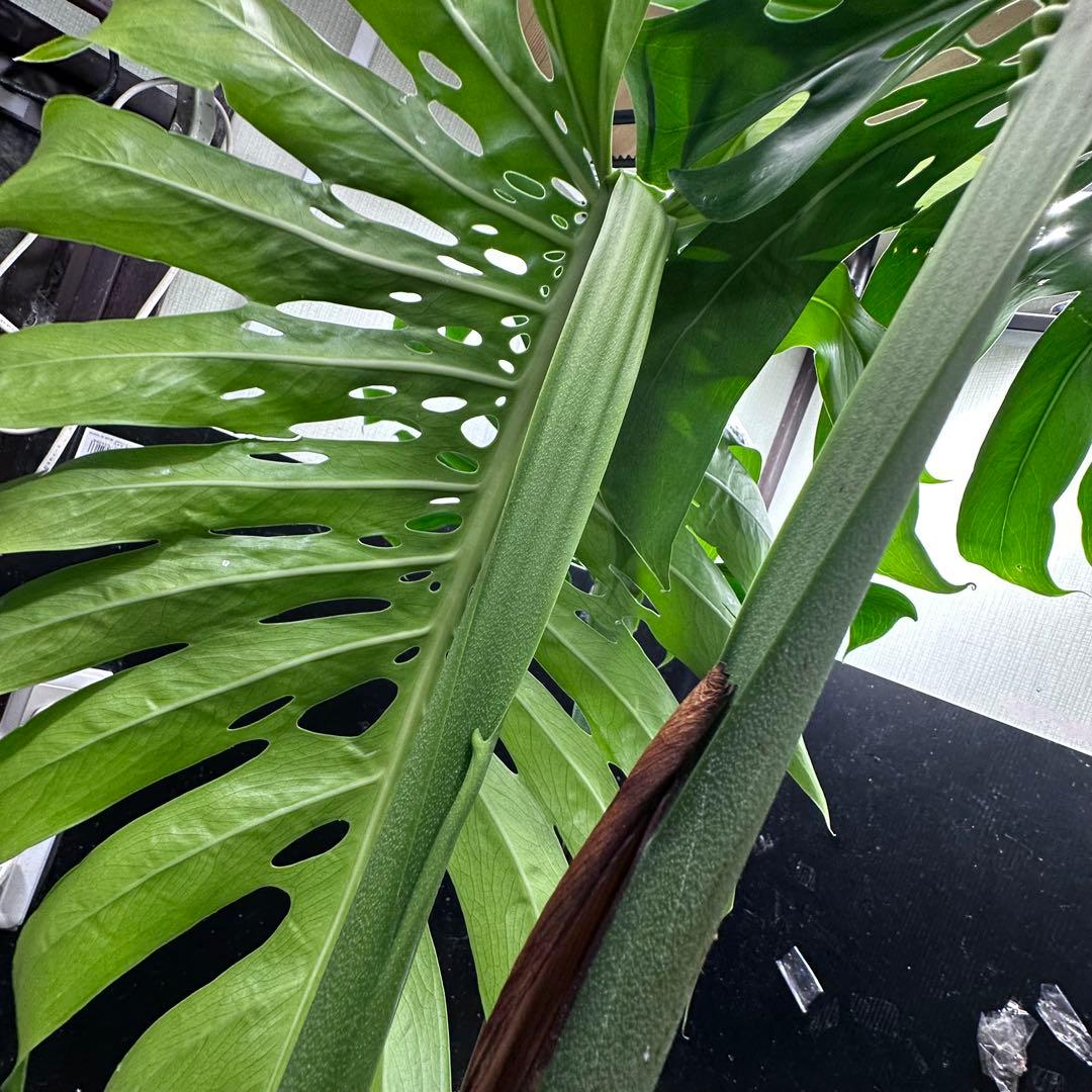 モンステラデリシオーサマクロコズム超希少系統鉢植え105㎝