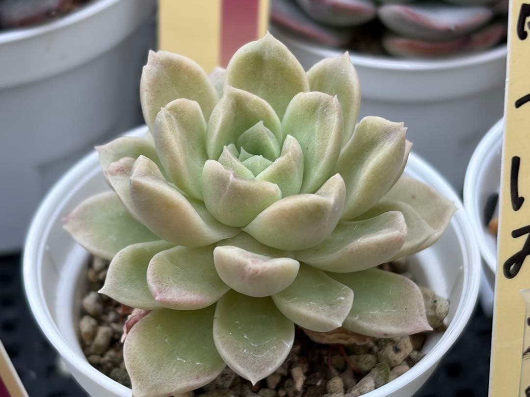 おらいさん苗12個セット　そわそわオマケで13苗ミックスベリア　エケベリア多肉