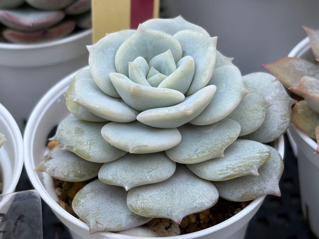 おらいさん苗12個セット　そわそわオマケで13苗ミックスベリア　エケベリア多肉