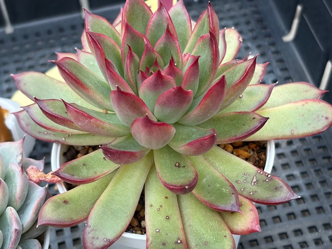 おらいさん苗12個セット　そわそわオマケで13苗ミックスベリア　エケベリア多肉