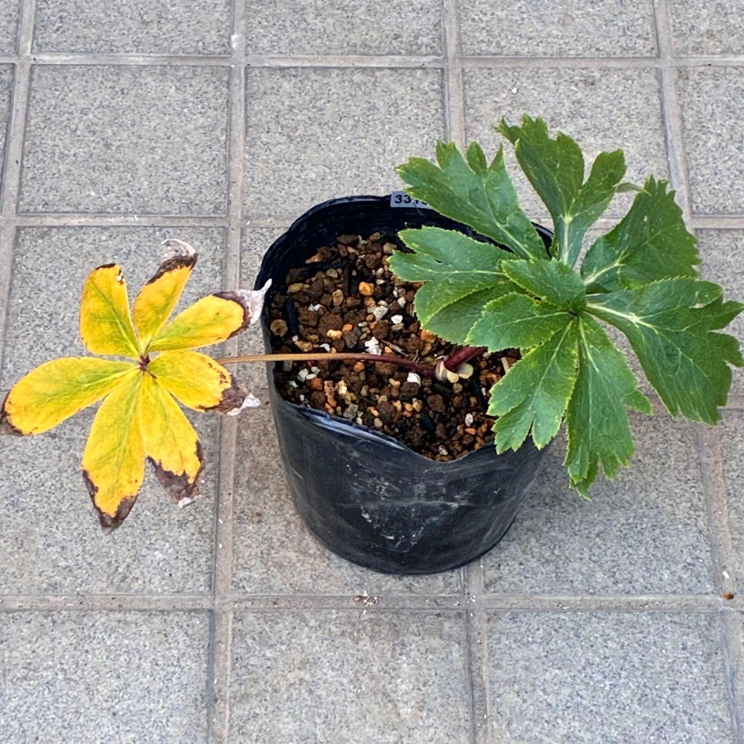 ち*る様 3316⭐️極上⭐️キラキラ光線⭐️スペシャルレッド⭐️多花性⭐️オー