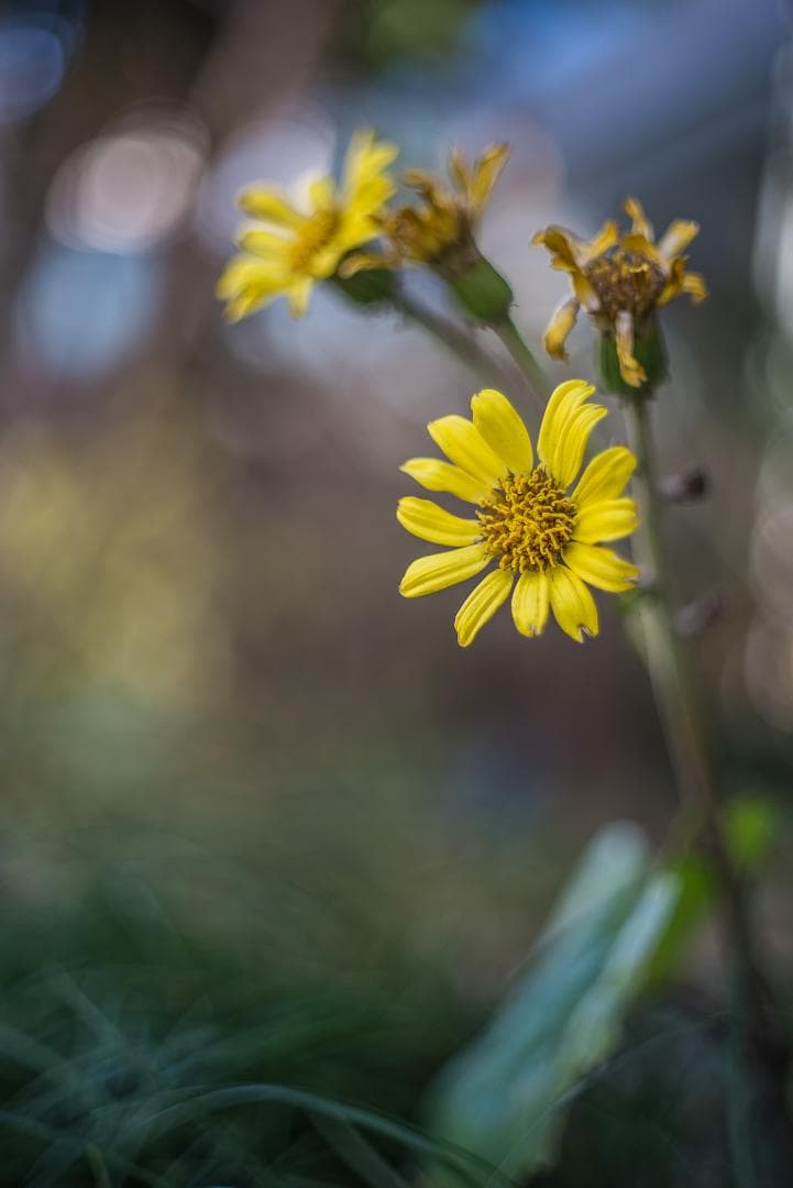 隠れバブルボケレンズ！コニカ Hexanon AR 52mm F1.8シルバー