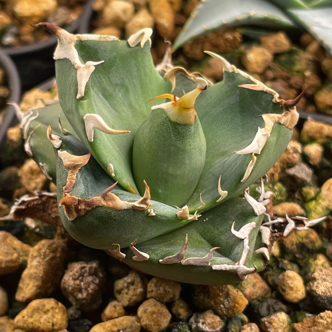 【26A】アガベ オテロイ 種子 1000粒 Agave oteroi