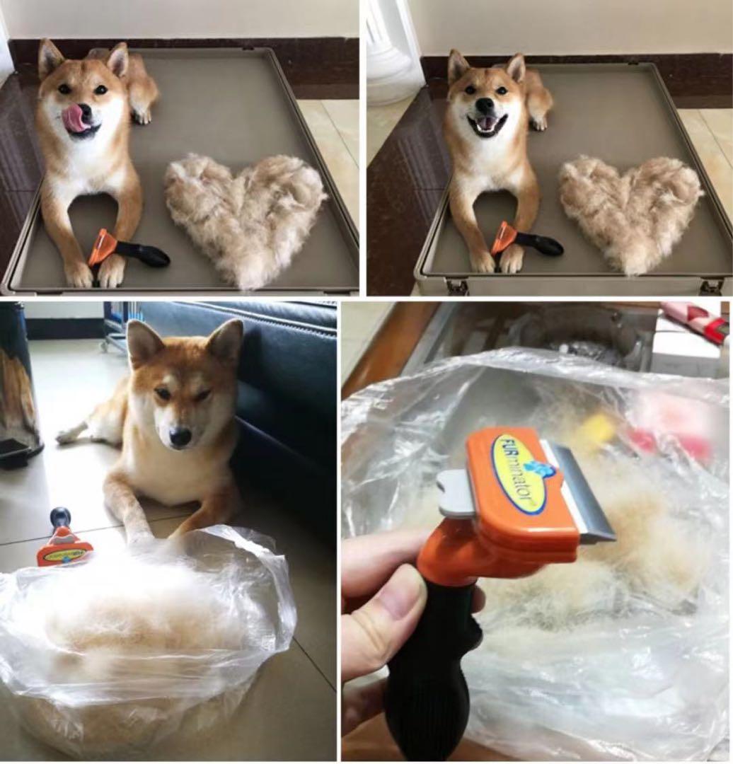 犬concord wealth大型犬短毛種 14個