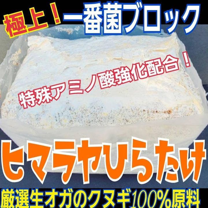 極上！ヒマラヤひらたけ菌糸ブロック【10個】初菌のみ使用！国産オオクワ85実績