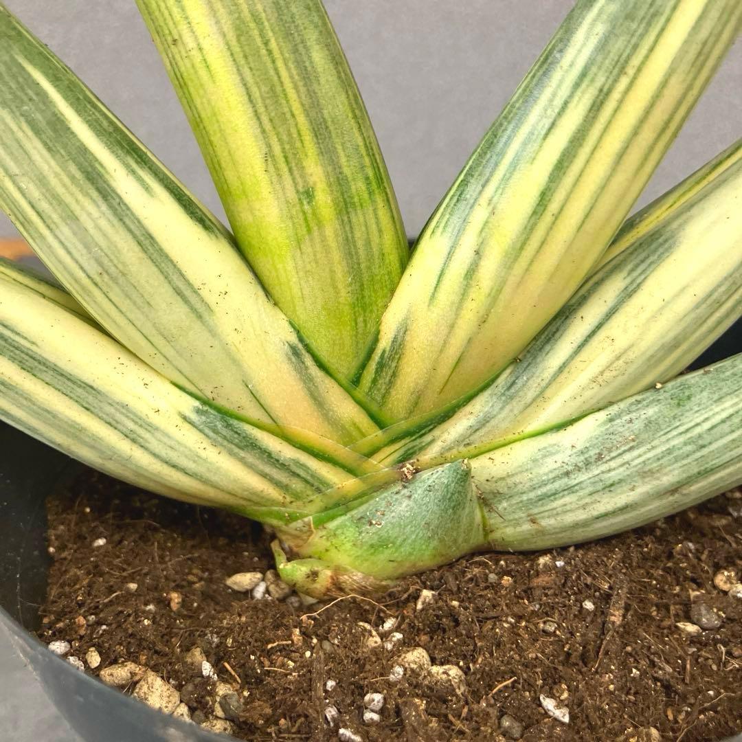 超絶希少❗️サンスベリア　雪女✨