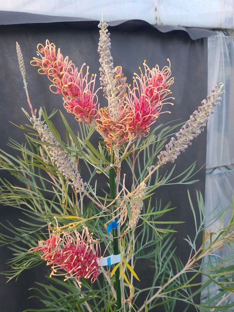 【花芽付き・大株】グレビレア ピンクサプライズ 7号鉢 高さ約180cm 希少