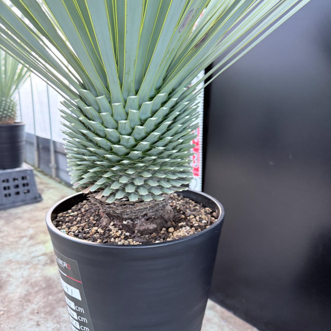 【AL1191】ユッカ　ロストラータ　シルバーブルー　極太　超美形　短葉