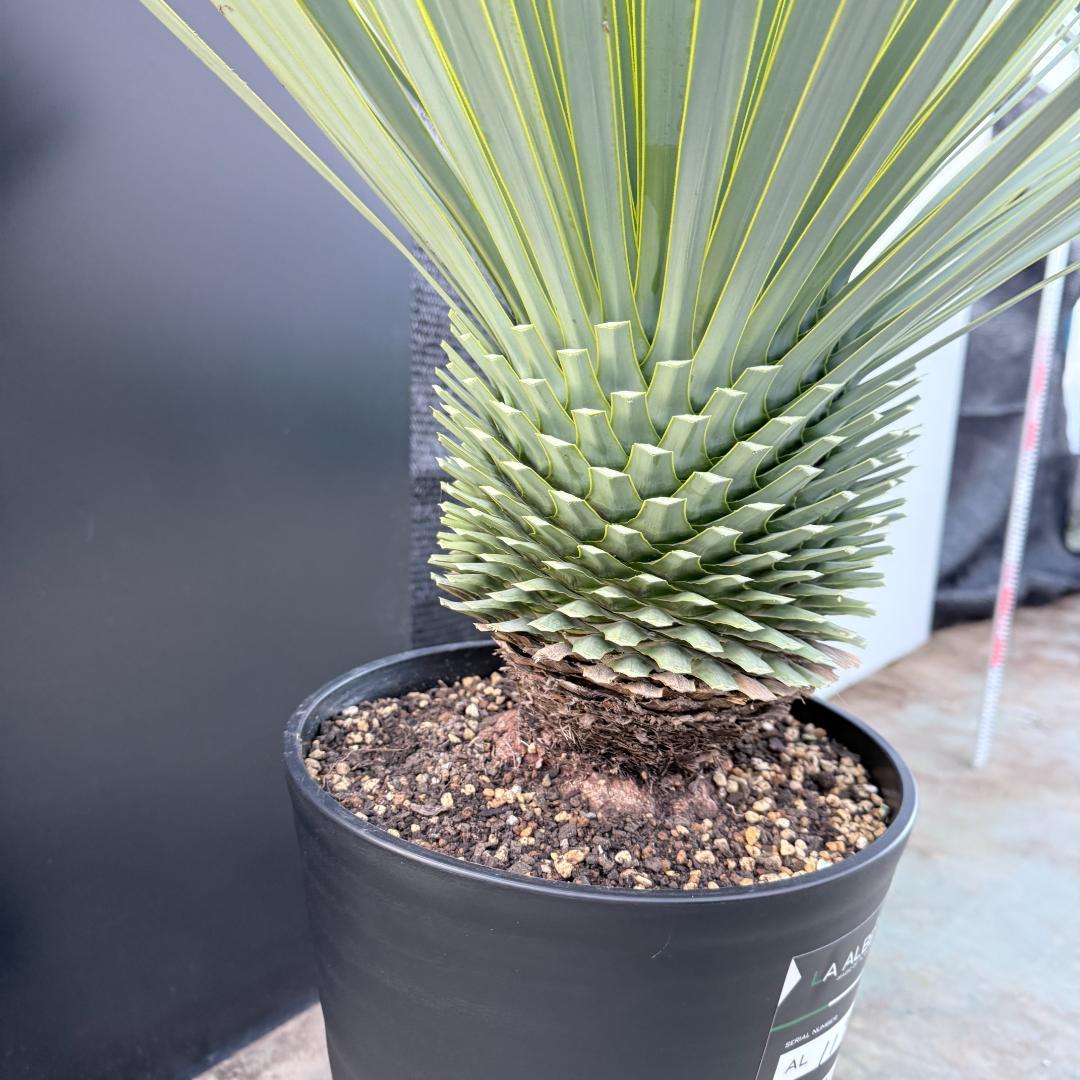 【AL1191】ユッカ　ロストラータ　シルバーブルー　極太　超美形　短葉