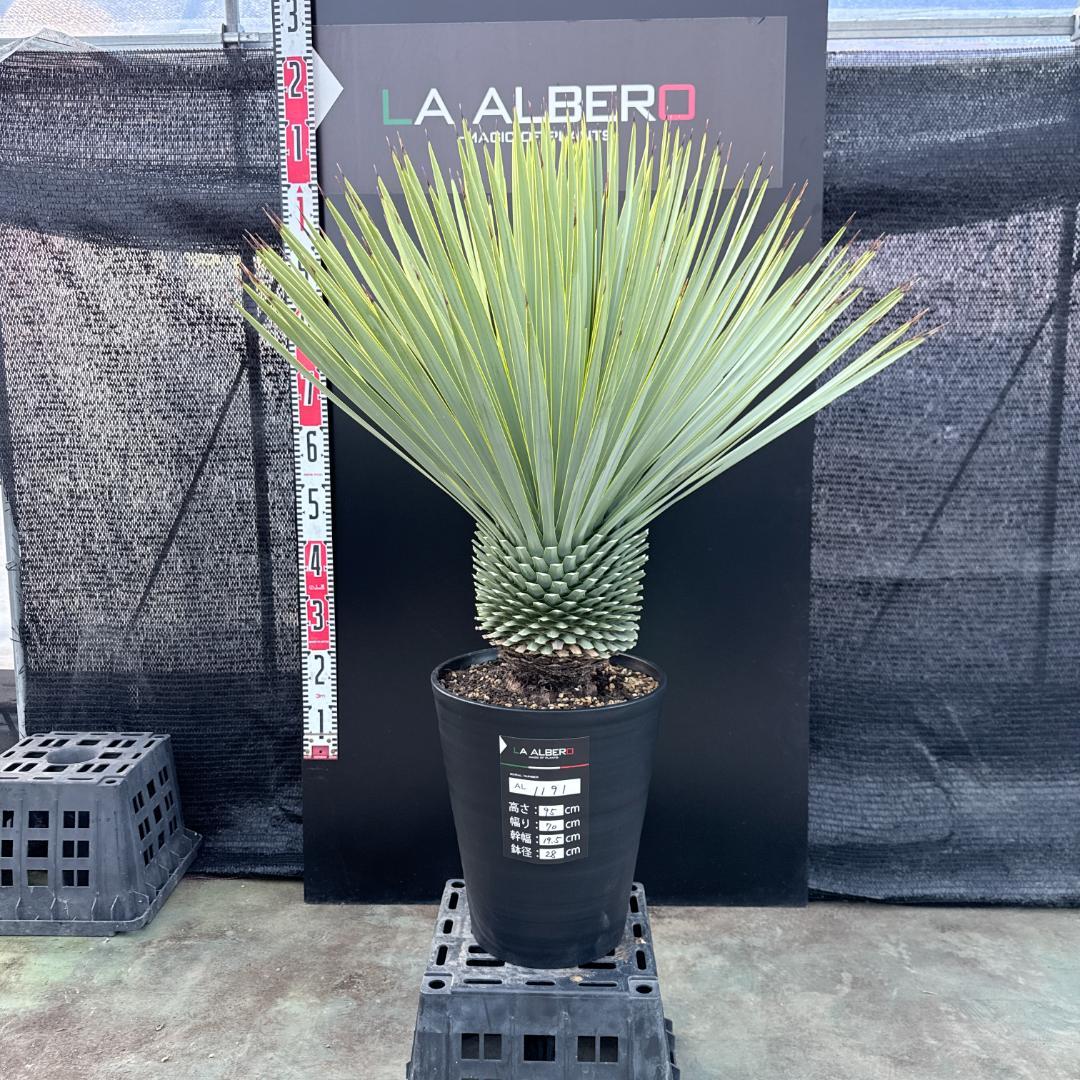 【AL1191】ユッカ　ロストラータ　シルバーブルー　極太　超美形　短葉