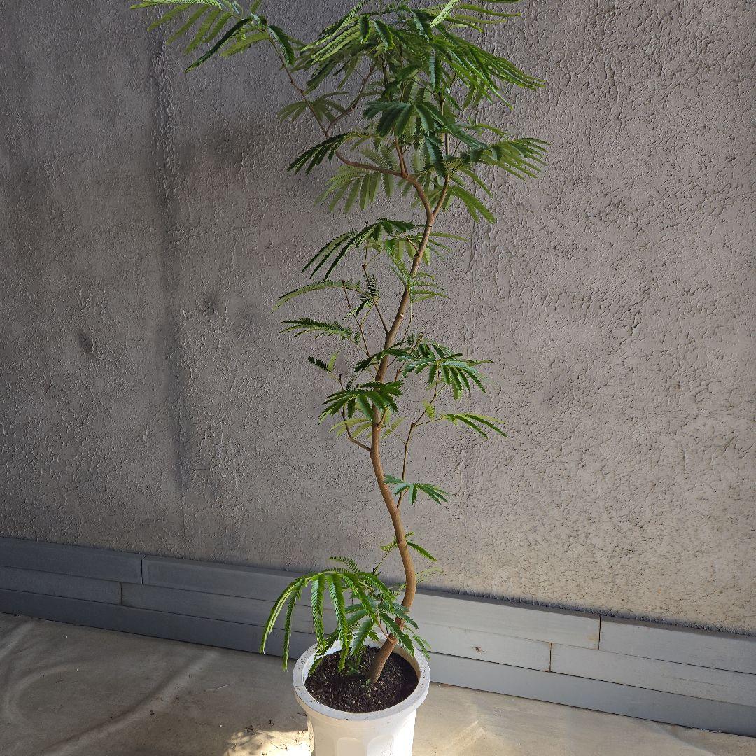 ⑳　エバーフレッシュ曲がり仕立て　10号特大苗木最高等級極上品‼️