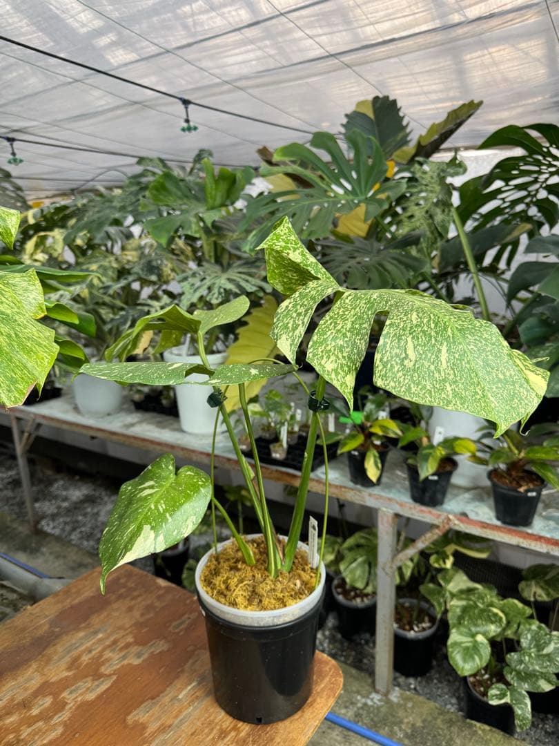 c*i様 5モンステラ　タイコンステレーション　スターライト