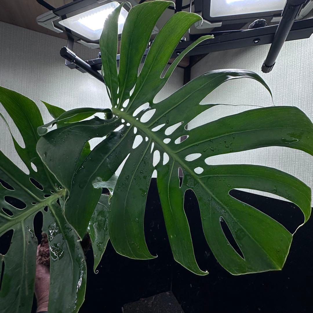 a*r様 モンステラデリシオーサマクロコズム超希少系統鉢植え69㎝