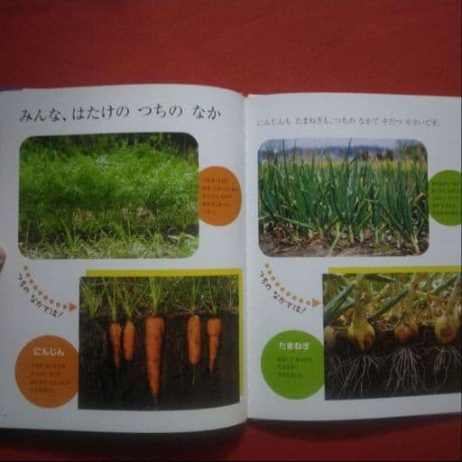 たくさんのふしぎ　 キンダーブックしぜん　カレーライスがやってきた　 福音館