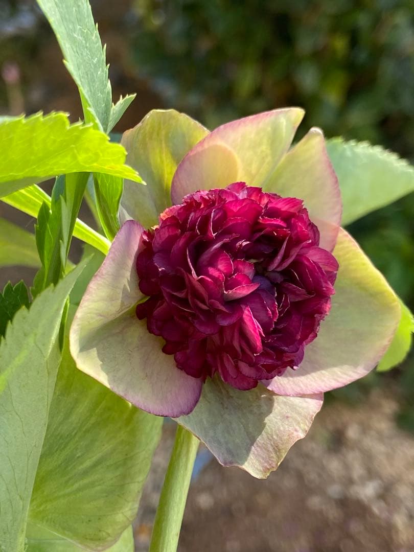 プレミアムプリマヴェーラモーリーメビウス×モーリーメビウス★クリスマスローズ苗