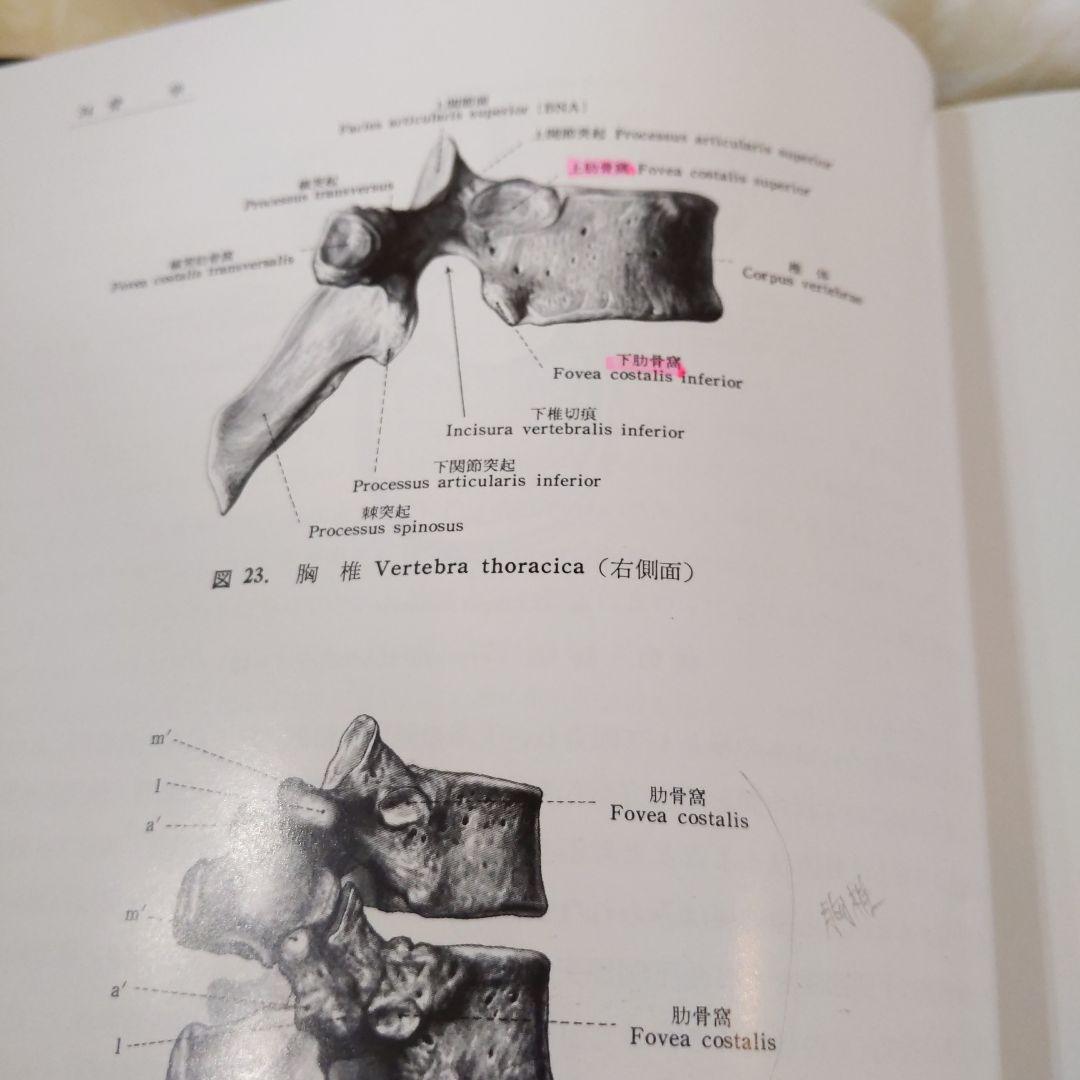 お値下げ！分担　解剖学123　３冊セット　医学本　専門書
