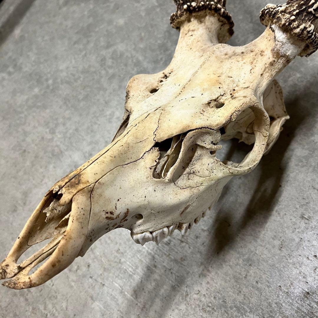 エゾシカの角、頭骨