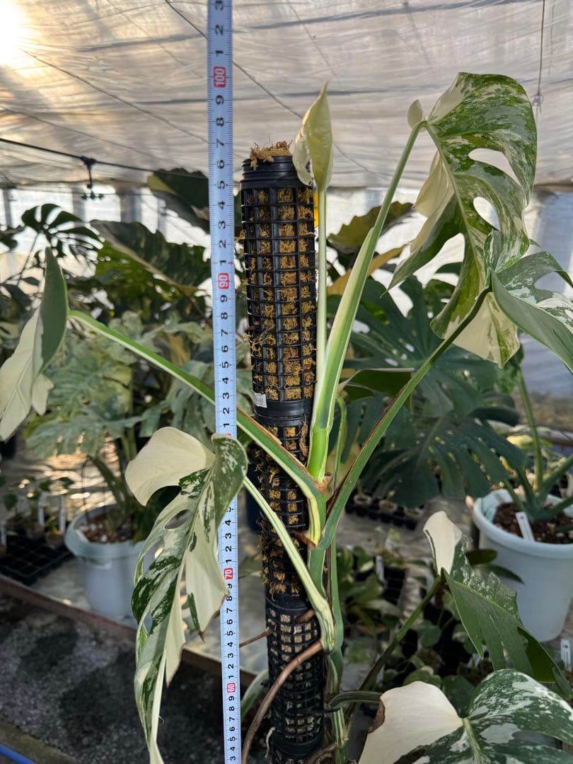 AB3モンステラ　ボルギシアナ　アルボ　白斑入り　鉢モスポール付き　高100cm