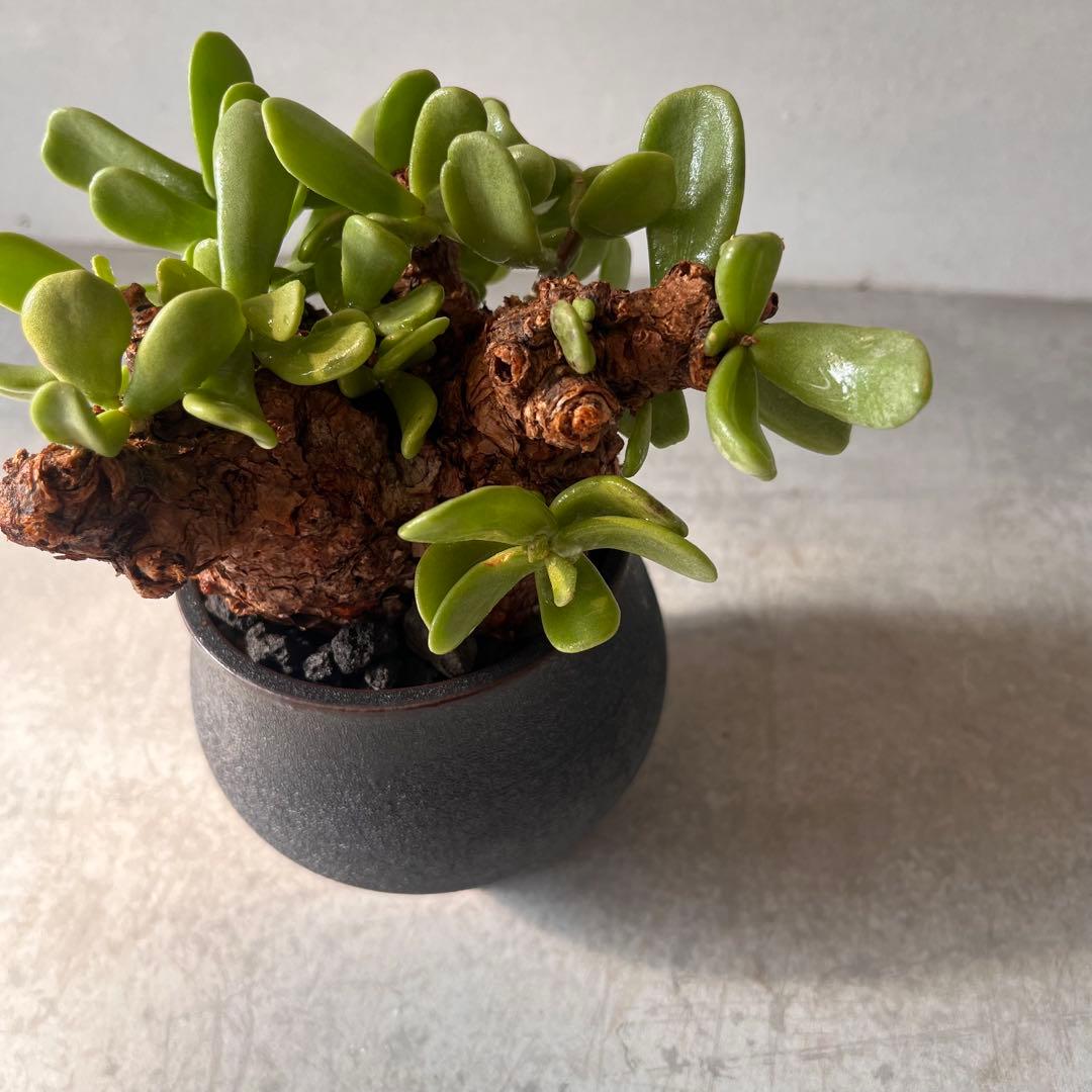 k*3様 ケラリアピグマエア　現地球　発根済み　塊根植物　陶器鉢セット