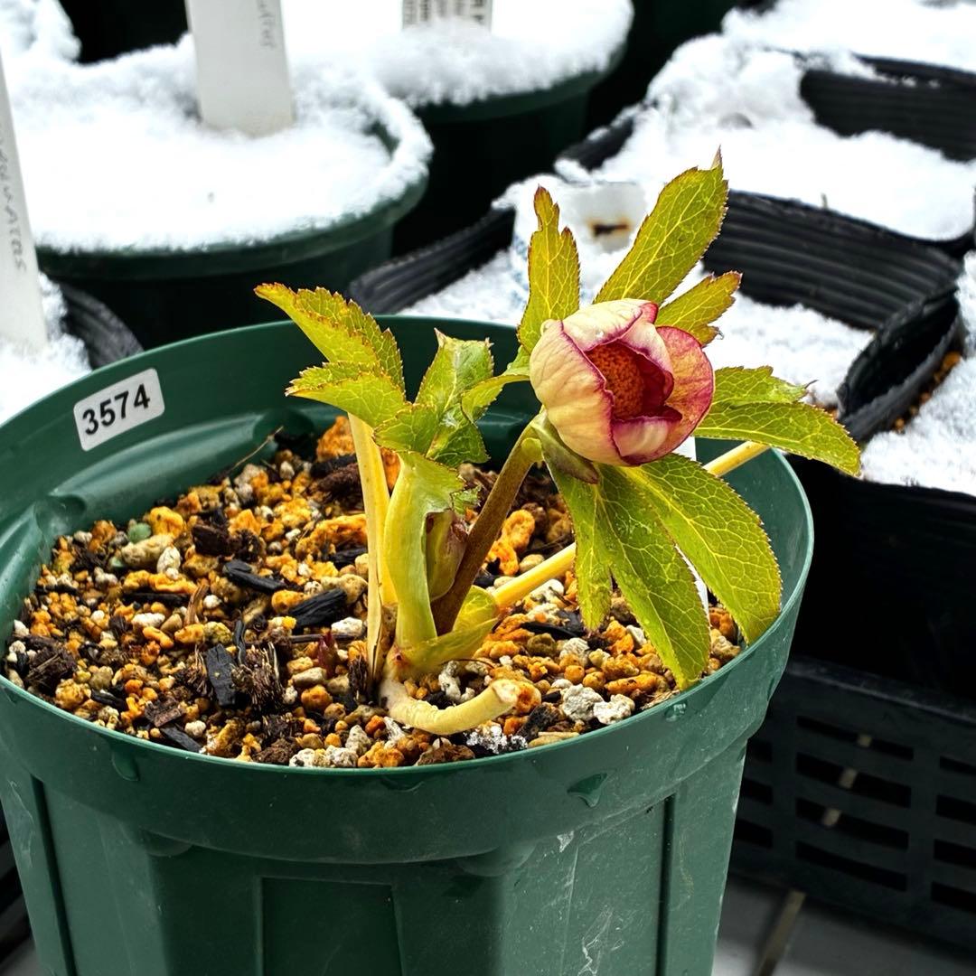 3574☘️蕾花タグ付き☘️超極上☘️超希少⭐️SD⭐️蜃気楼⭐️大木ナーセリー⭐️