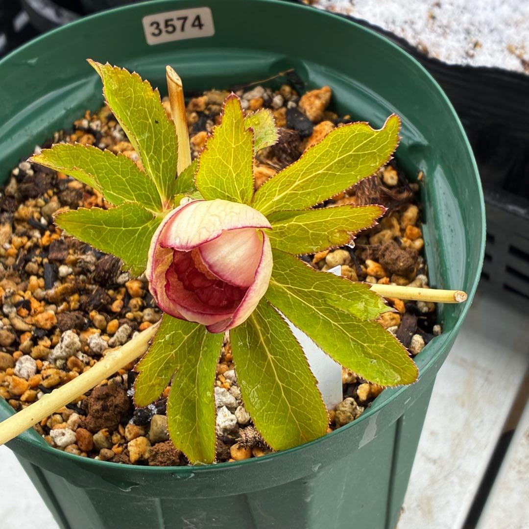 3574☘️蕾花タグ付き☘️超極上☘️超希少⭐️SD⭐️蜃気楼⭐️大木ナーセリー⭐️