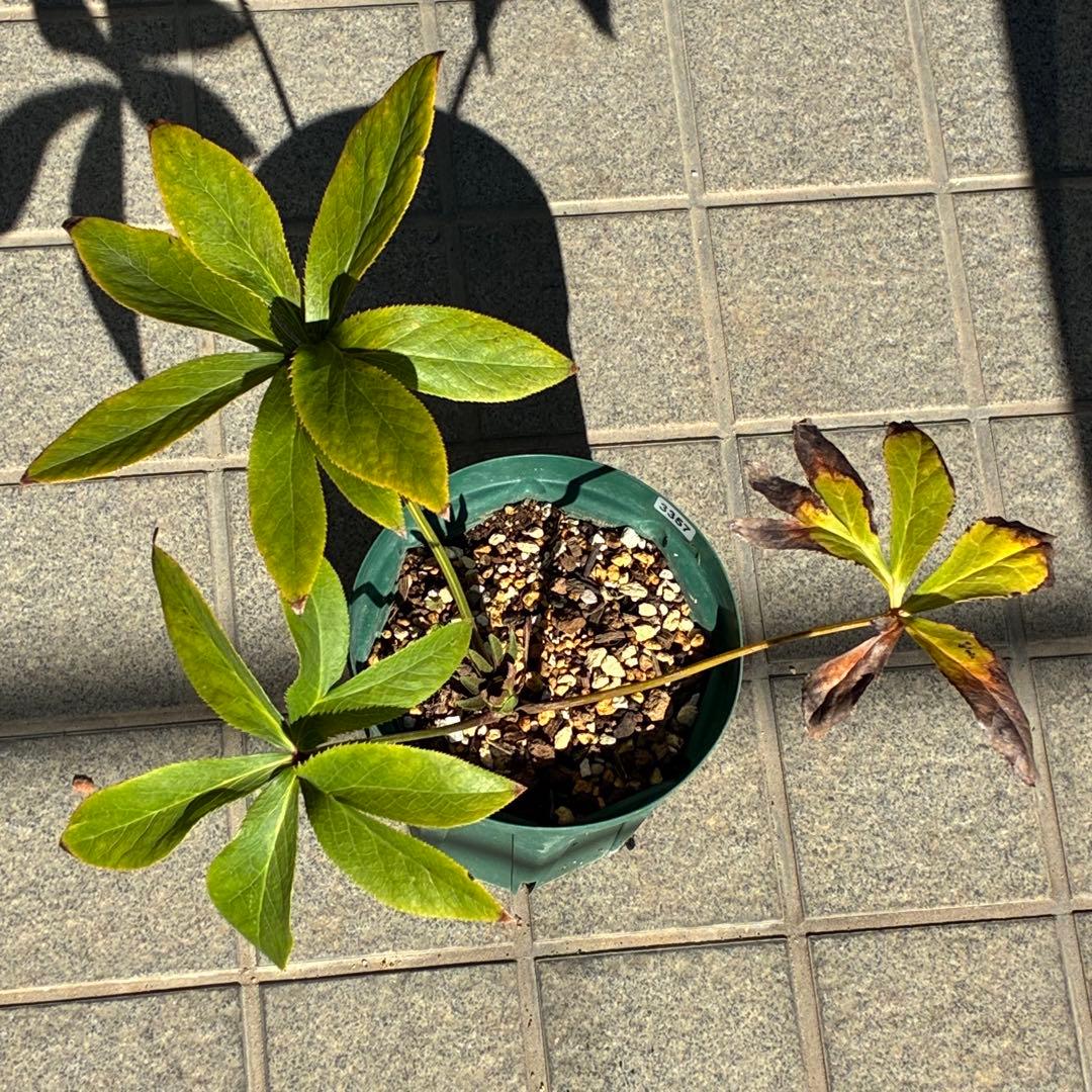 ヒ*イ様 ☘️限定1株☘️未株分け☘️蕾付き☘️3357⭐️アンティークドレスの