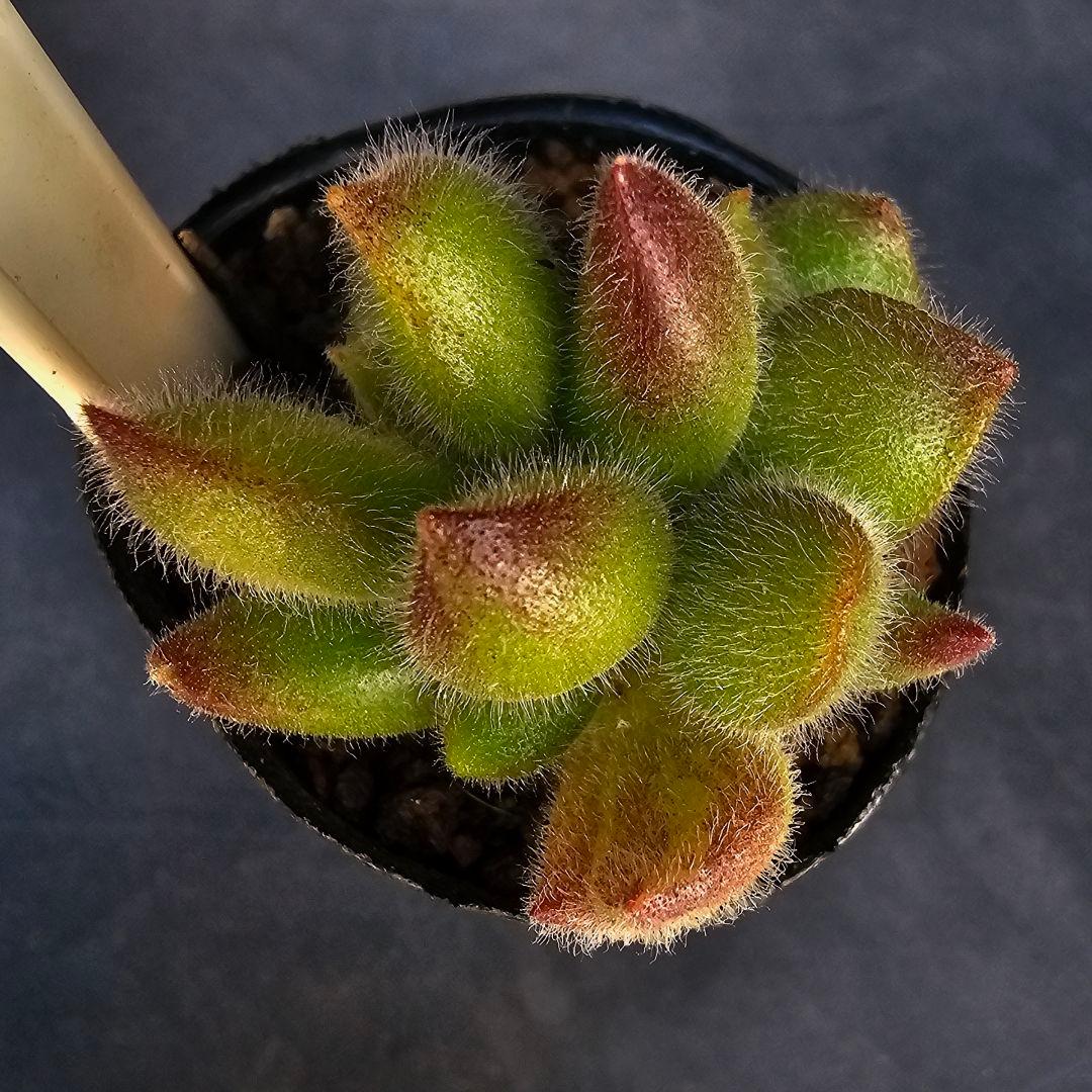 ロウルサンコさんラベル付き&メルカリ便発送☆コチレドン ポチ