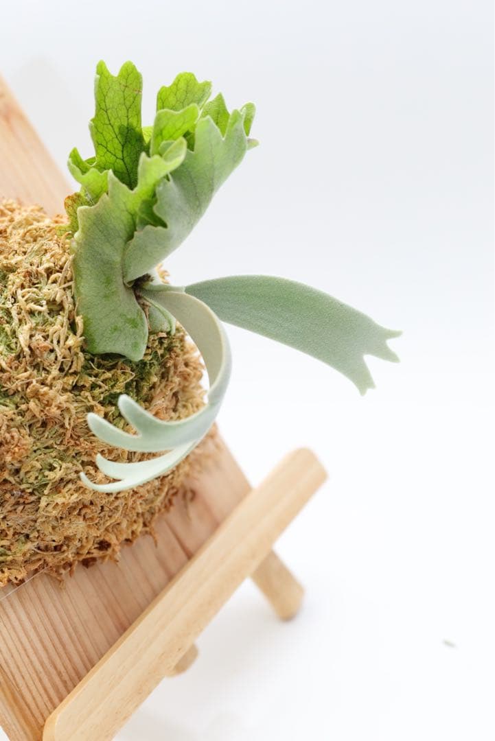 ビカクシダ P.Gabriel