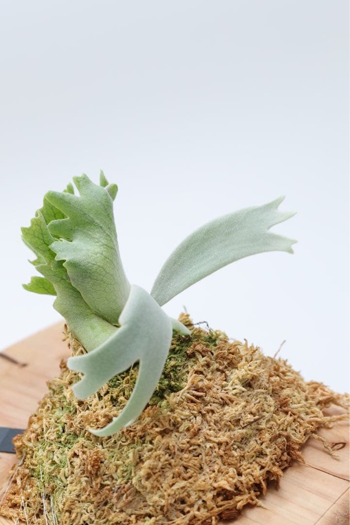 ビカクシダ P.Gabriel