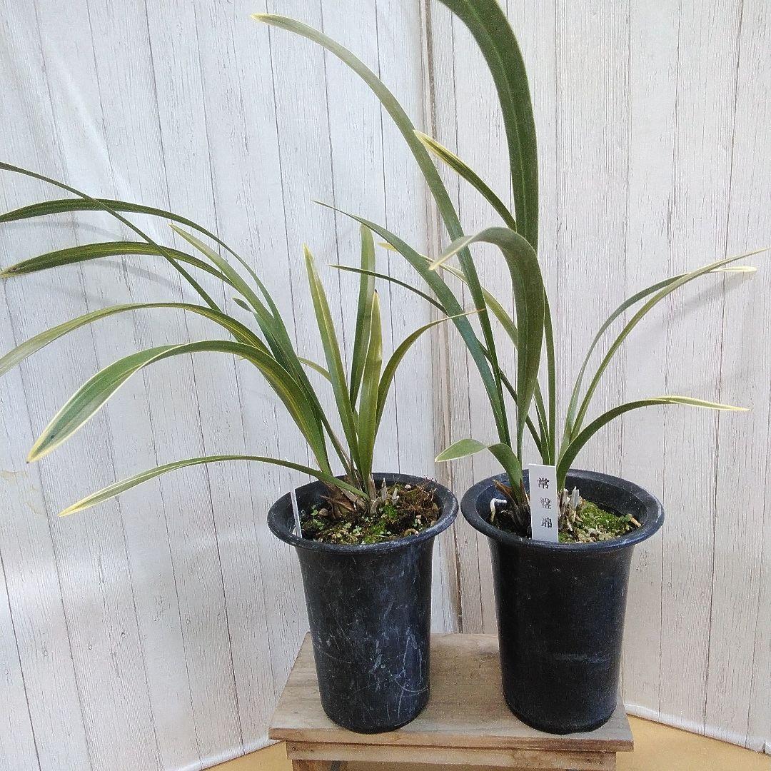 しみもか　キンリョウヘン　日月　常盤錦　花芽付　4号鉢　４個セット