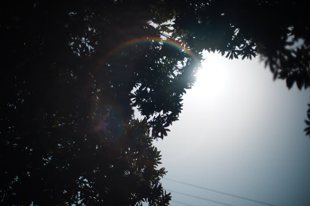 【極美品】Carl Zeiss Planar 50mm F1.4 AEJ 466